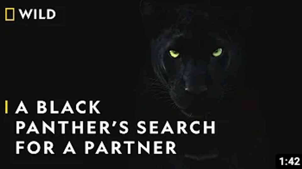 National Geographic WILD - The Real Black Panther